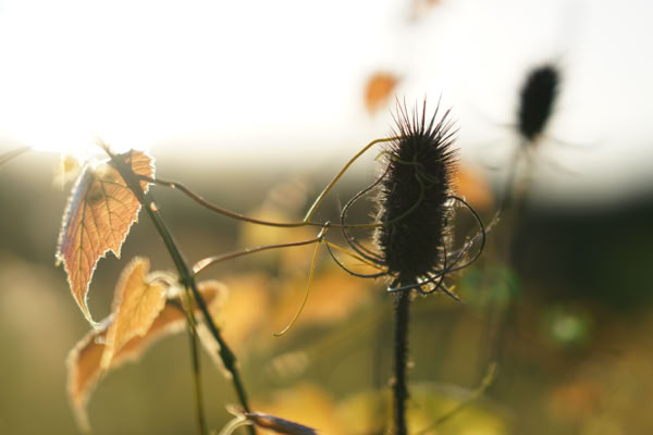 Close-up of a thistle with spiky texture, surrounded by dry leaves and stems, against a blurred background with warm sunlight.