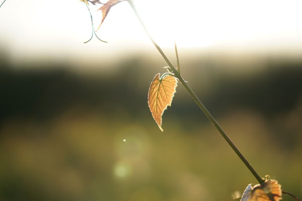 A single yellow leaf hanging from a thin branch against a blurred background with soft sunlight.