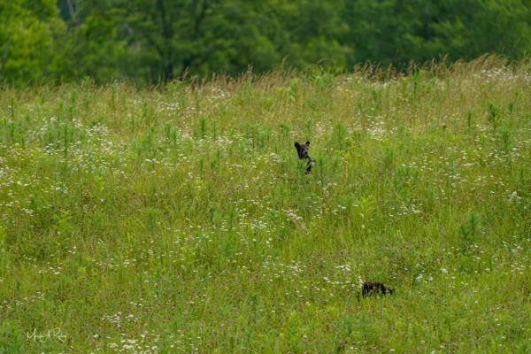 A grassy field with two black bears partially visible among the tall grass and wildflowers, with trees in the background.